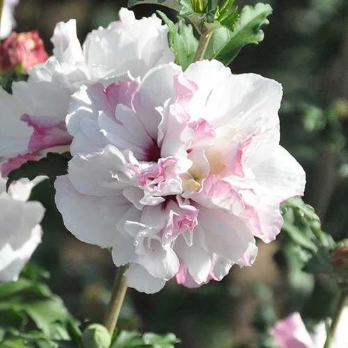Hibiscus French Cabaret® Althéa French Cabaret® Pastel Hibiscus syriacus french cabaret ® pastel 'mindoub1'