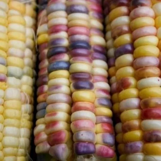 Graines bio de Maïs multicolore Inca Rainbow