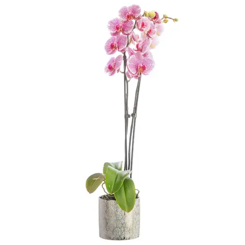 Orchidée Phalaenopsis 50cm avec cache pot céramique Ø 12 cm