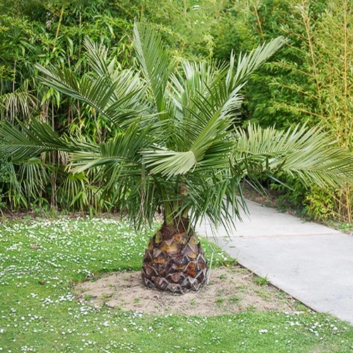 Cocotier du Chili Jubaea chilensis