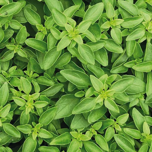Basilic Fin Vert Bio. Le pot de 1 litre