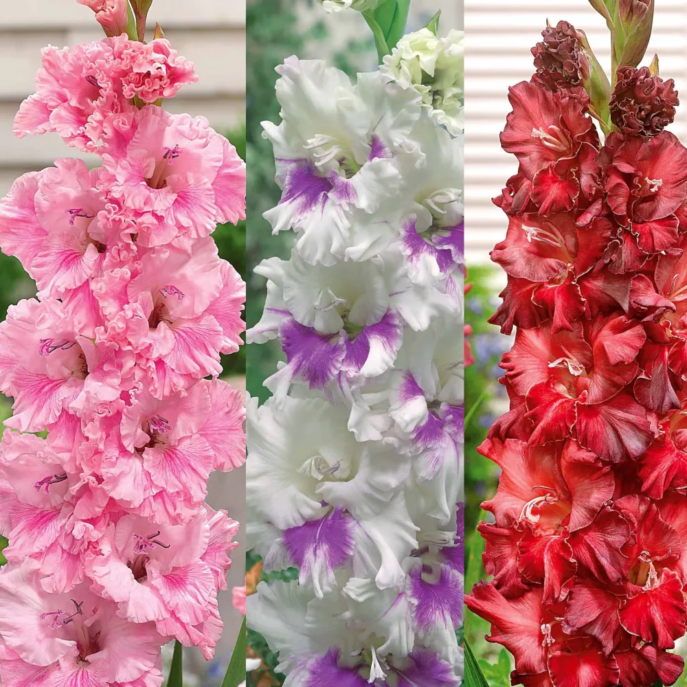 Collection de 30 Glaïeuls perroquets Gladiolus 'kirov','saratov','katherina'