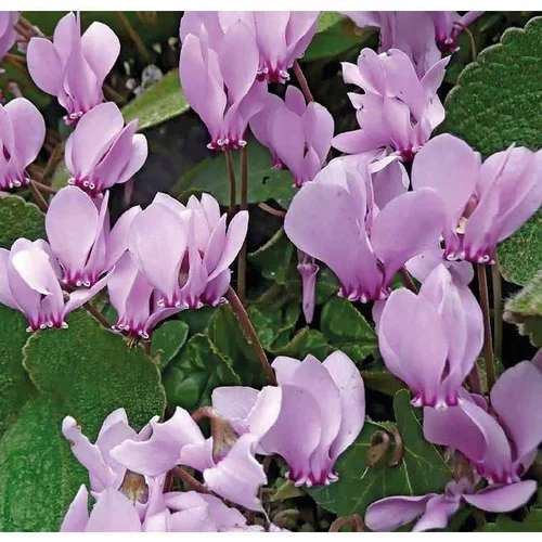 Cyclamen Hederifolim Rose - Le pot de 9 x 9 cm