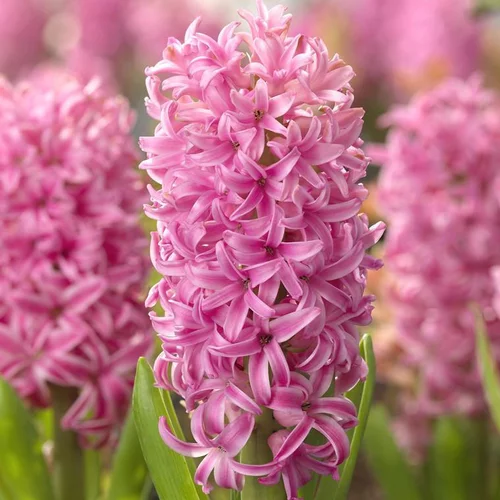 Jacinthe - Le pot de 9 cm