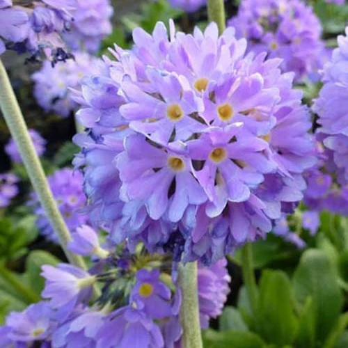 3 Primevère denticulée Cashmeriana Primula denticulata cashmeriana