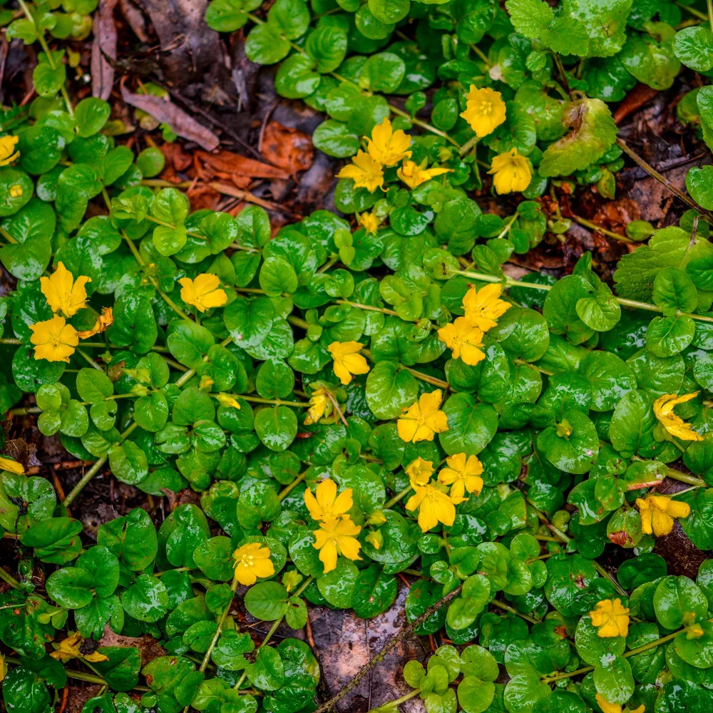 Lysimachia - Herbe aux écus Lysimachia nummularia