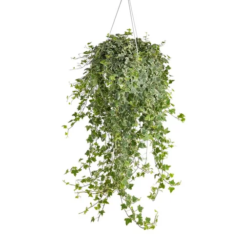 Lierre - La suspension de 19 cm