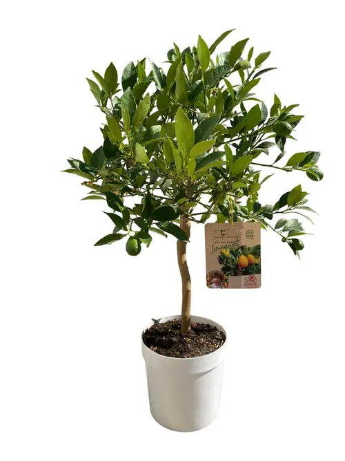 Limequat coloris orange - 5 L