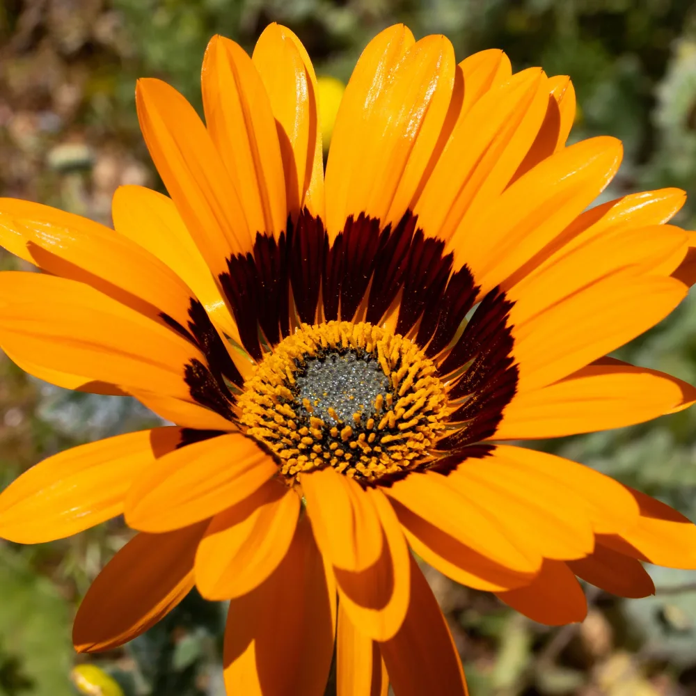 Arctotis fastueux Prince of Orange Venidium fastuosum
