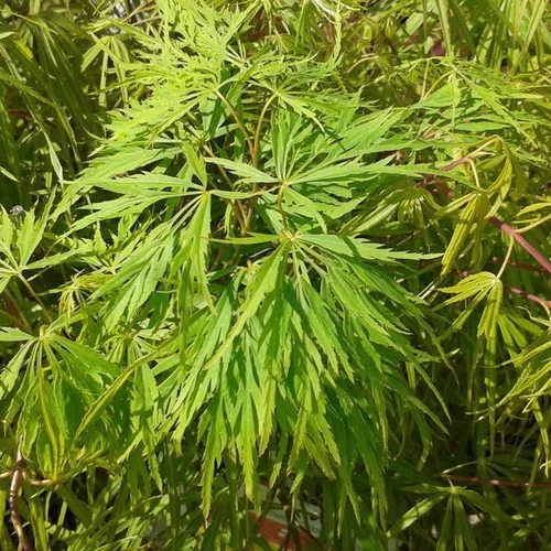 Érable du Japon greffé Dissectum Viridis vert. Le pot de 16 litres