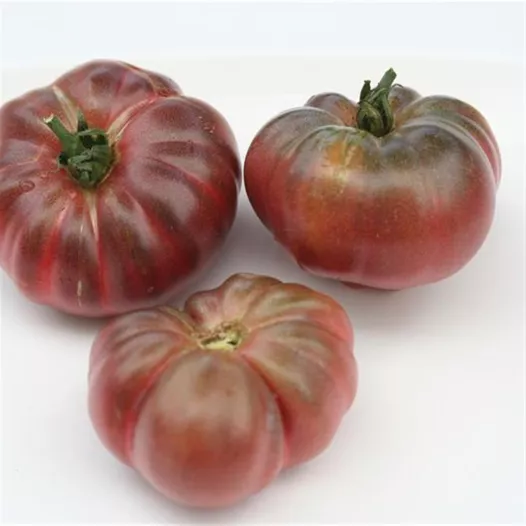 Tomate Purple Calabash | Graines bio et reproductibles