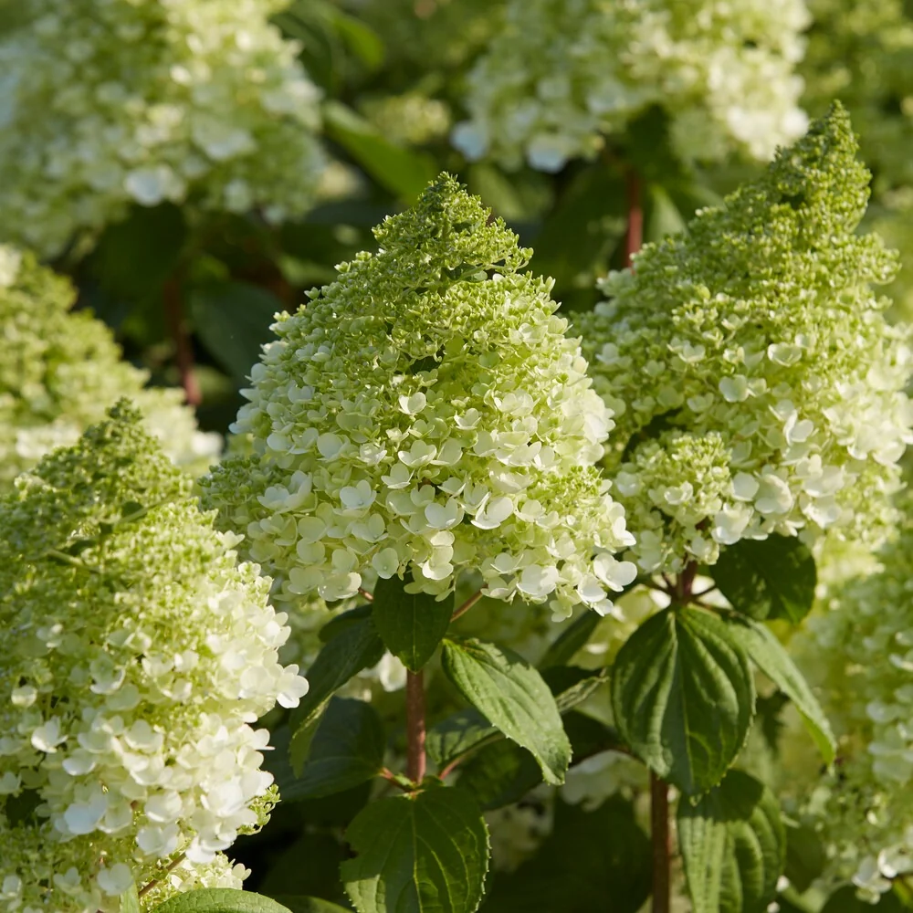 Hortensia paniculé Magical® Moonlight Hydrangea paniculata magical ® moonlight