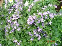 Campanula Isophylla - Le pot de 10,5 cm
