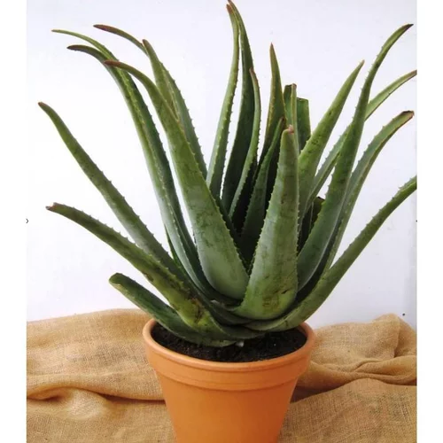 Aloe vera bio en pot Ø 30 cm