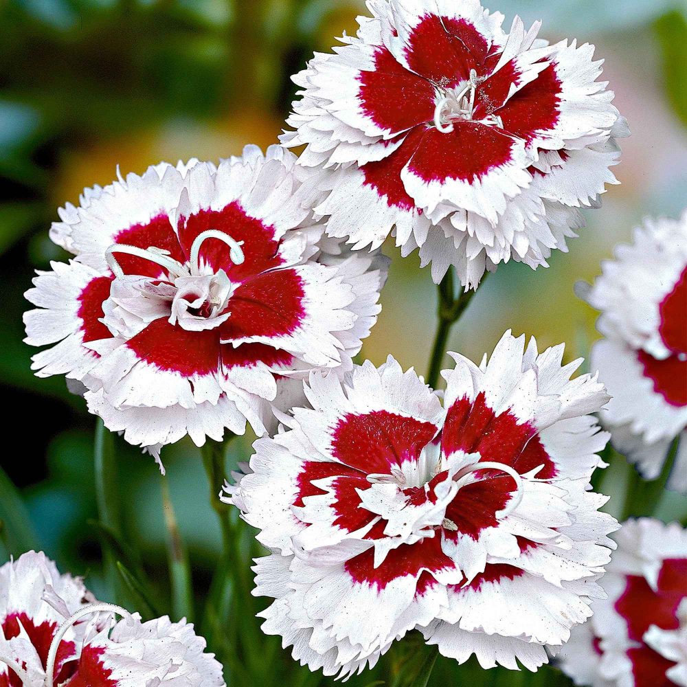 3 Œillets mignardise Alice Dianthus allwoodii 'alice'