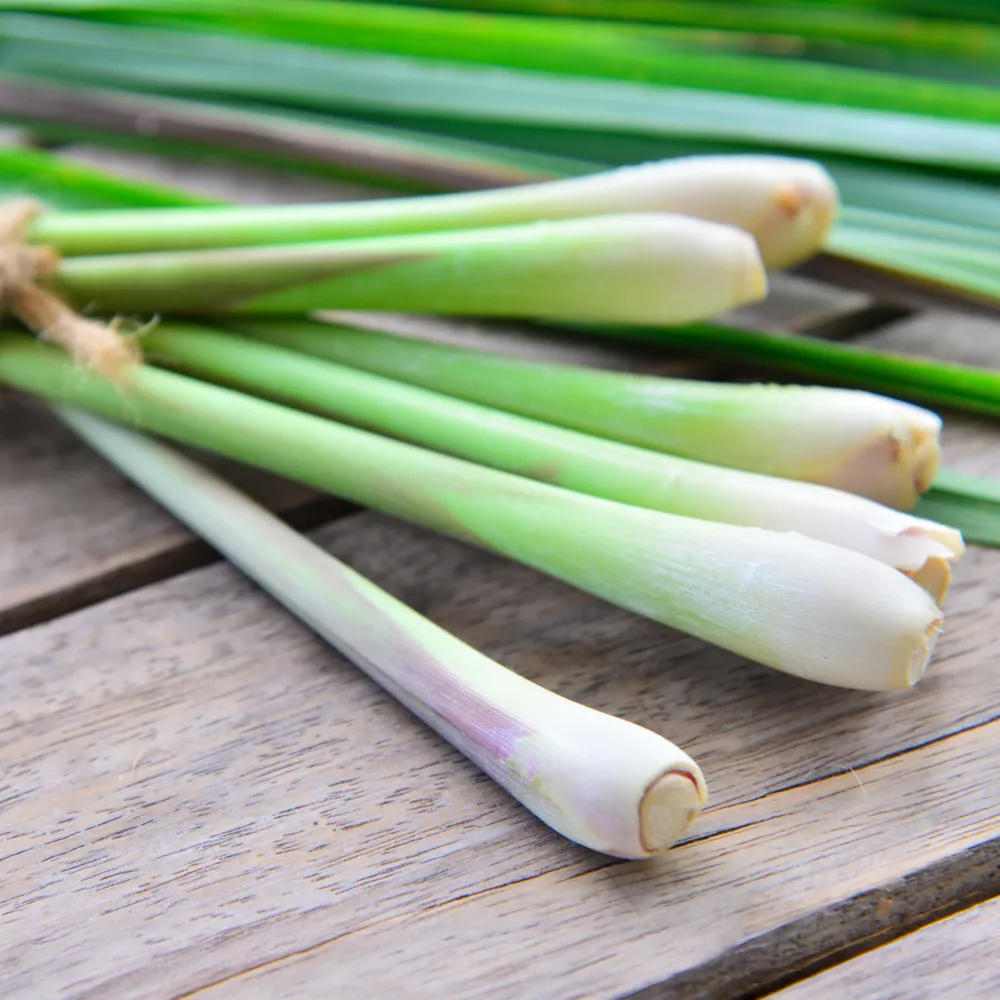 Citronnelle Cymbopogon flexuosus