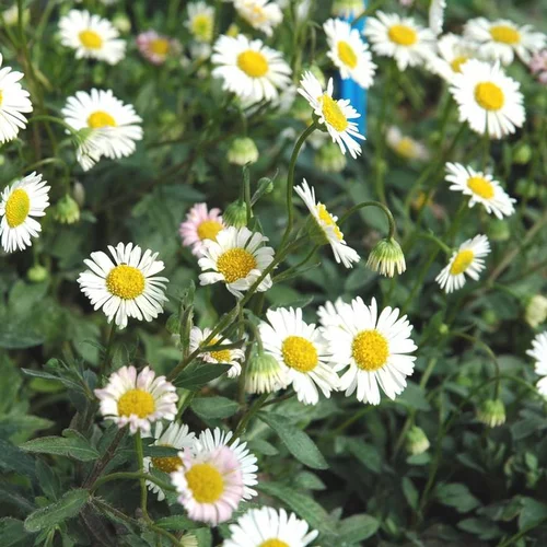 Erigeron - Le pot de 10.5 cm