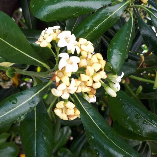 Pittosporum Tobira vert . Le pot de 30 litres