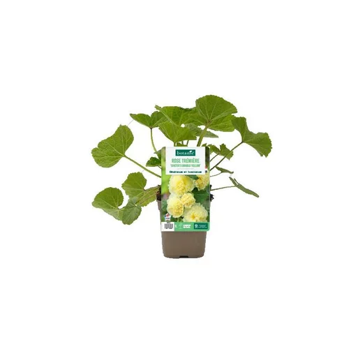 Rose trémière ‘Chater’s double Yellow’ - Le pot de 1 litre