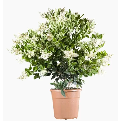 Ligustrum Japonicum Texanum (Troène du Texas) en pot de 5 L vert