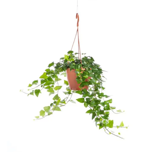Hedera Hélix Wonder suspension Ø18xH70 cm