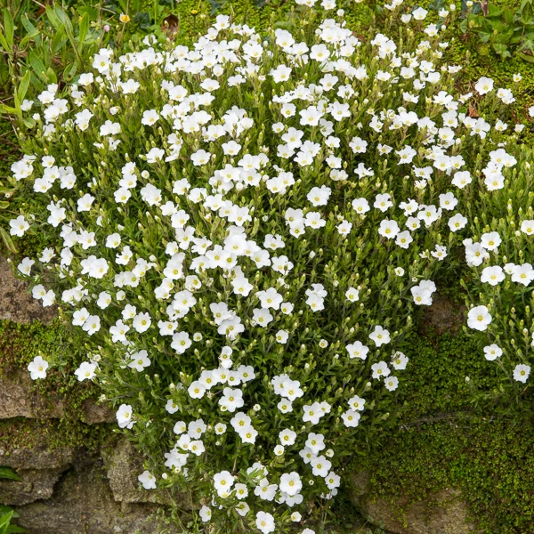 Sabline Mont Blanc Arenaria montana mont blanc