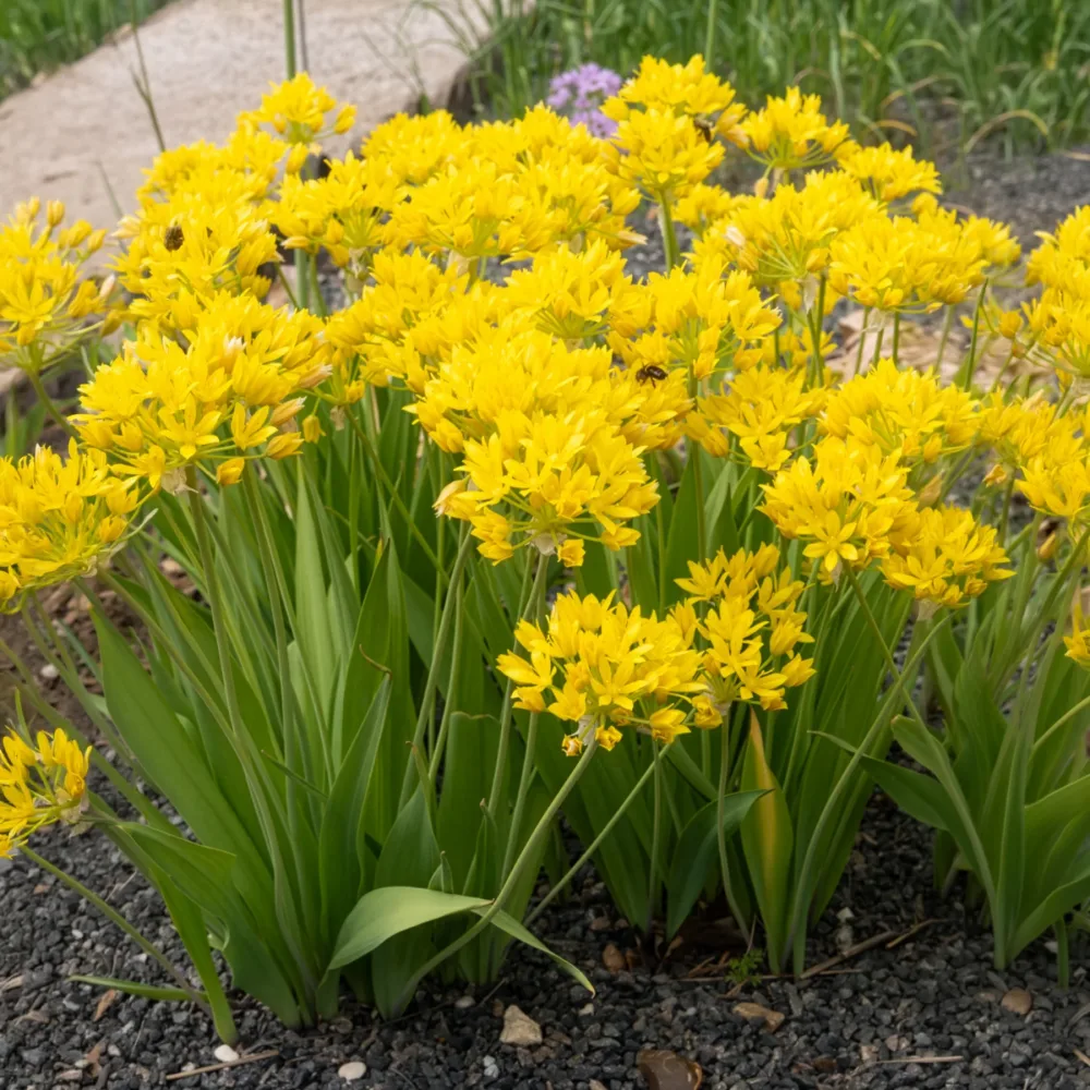 Allium doré Allium moly