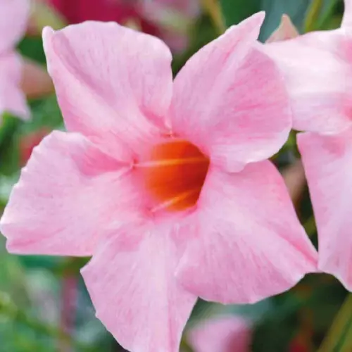 Dipladenia Rose. Le pot de 9x9 cm