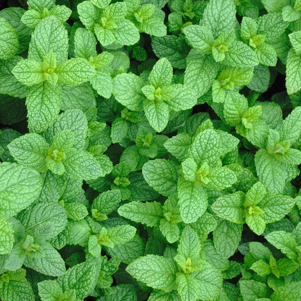 Plant de Menthe marocaine Mentha spicata nana