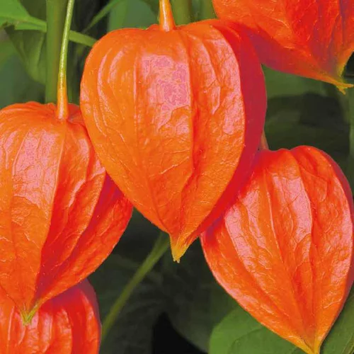 Physalis Amour En Cage - Le pot de 9 x 9 cm
