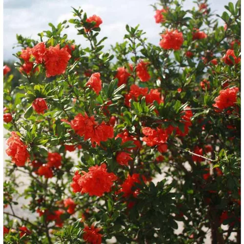 Grenadier à fleurs (Punica Granatum). Le pot de 110 litres