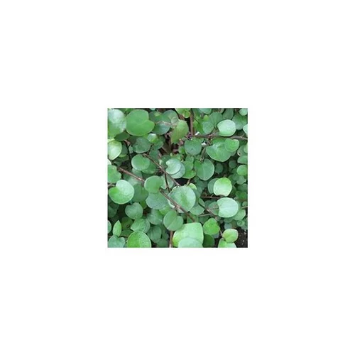 Muehlenbeckia Complexa - La coupe terre cuite