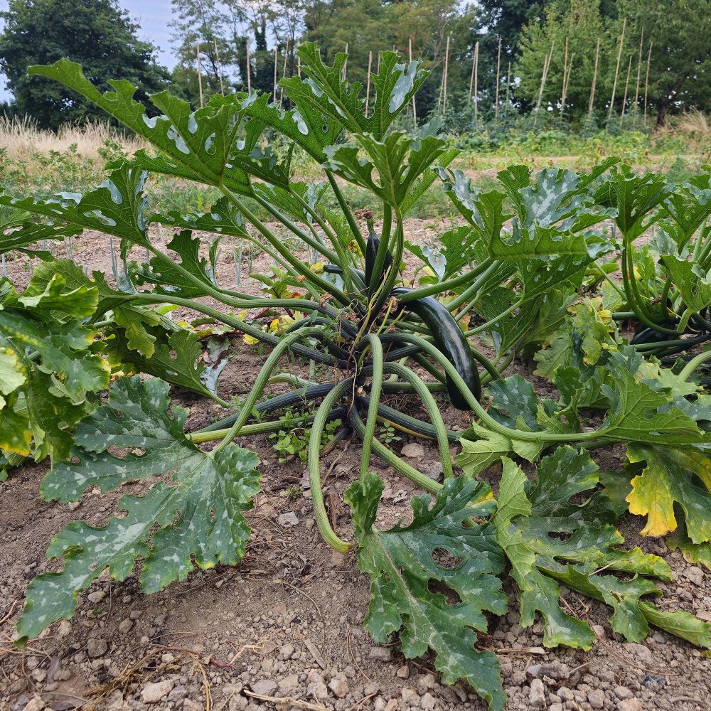 Courgette Black 'Beauty' BIO Cucurbita pepo black beauty