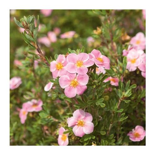 Potentille Pink Paradise - pot 5 L