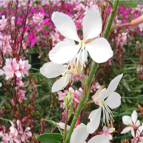 Gaura - Le pot de 5 litres