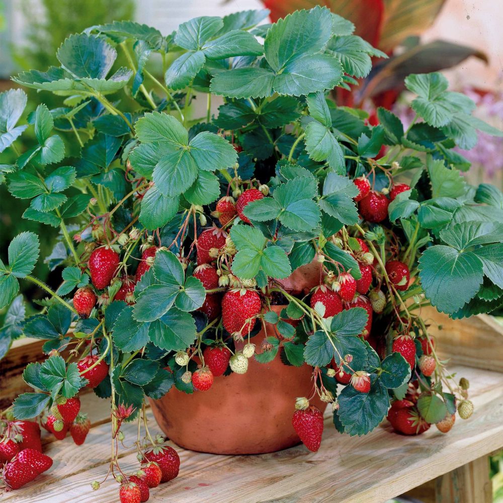 Fraisier remontant Maestro ® Fragaria maestro ® cov 89.98.1