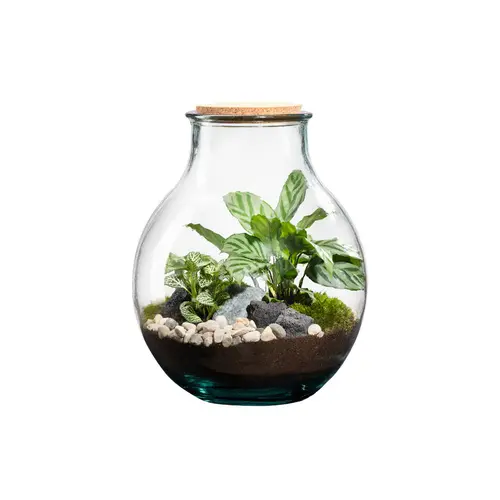 Terrarium autonome botanic® Mimea - 12 L Ø 21 cm H 25 cm