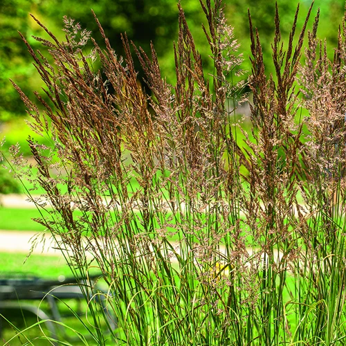 Calamagrostide Overdam vert botanic®. Le pot de 2 litres