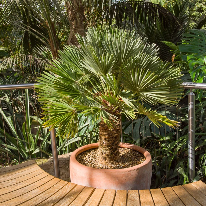 Palmier nain Vulcano Chamaerops humilis Vulcano