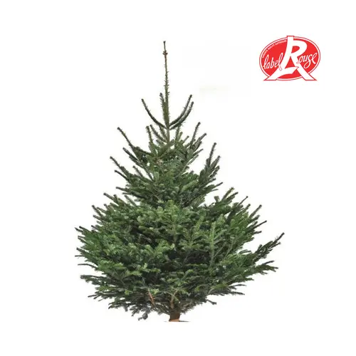 Sapin de Noël naturel coupé Label Rouge Nordmann - de 175 à 200 cm