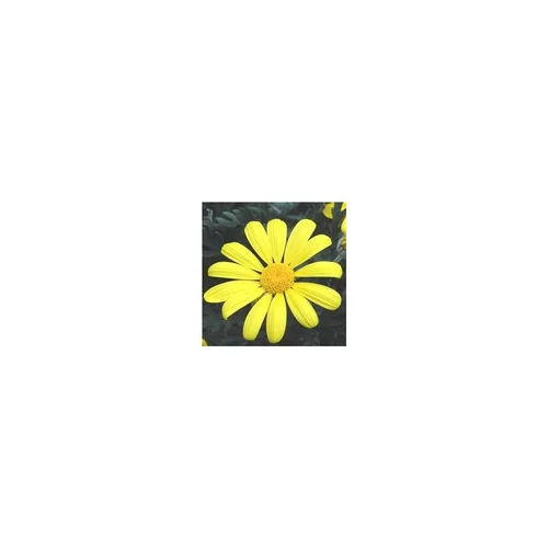Euryops Chrysanthemoides - Le pot de 5 litres