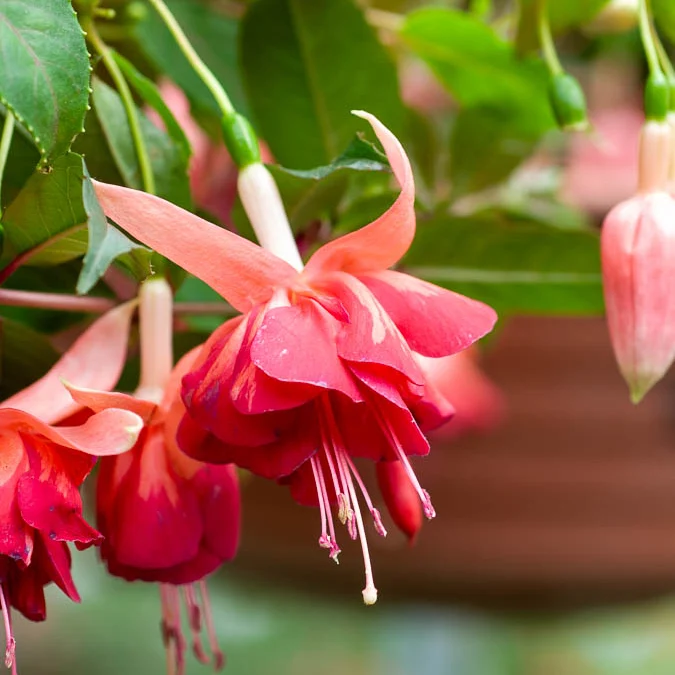 3 Fuchsias retombants Bicentennial Fuchsia bicentennial