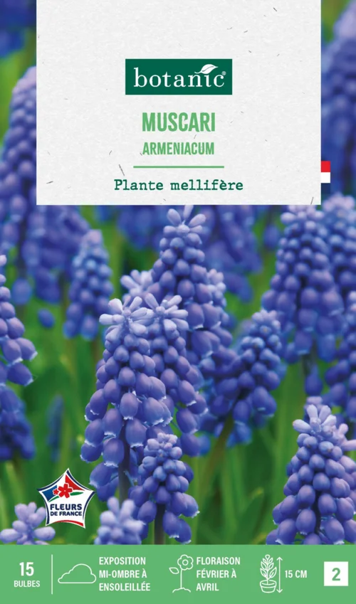 Muscari armeniacum botanic® - 15 bulbes