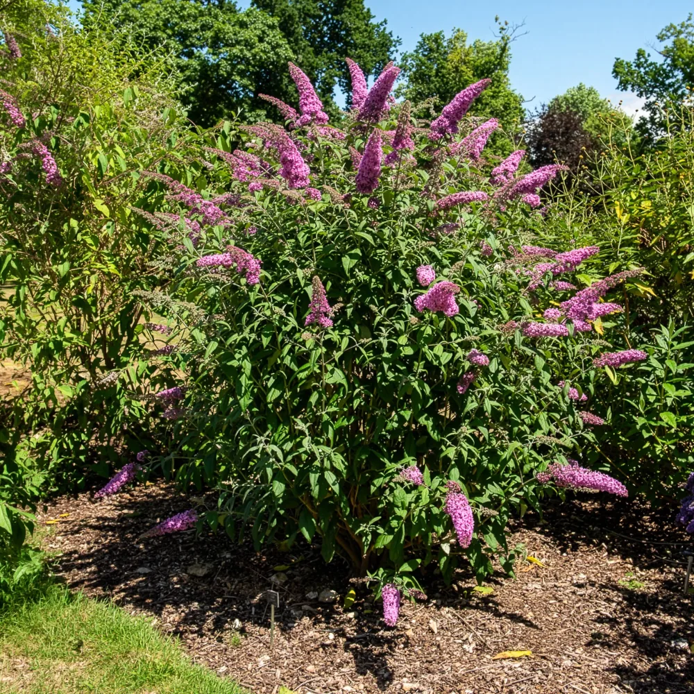 Arbre à papillons Pink Delight Buddleja davidii pink delight