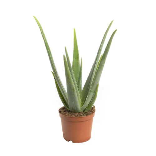 Aloe vera bio en pot H 50 x Ø 17 cm
