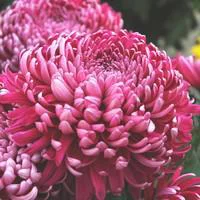 Chrysanthème à grosses fleurs 8/10 fleurs. Le pot en terre de 3 litres