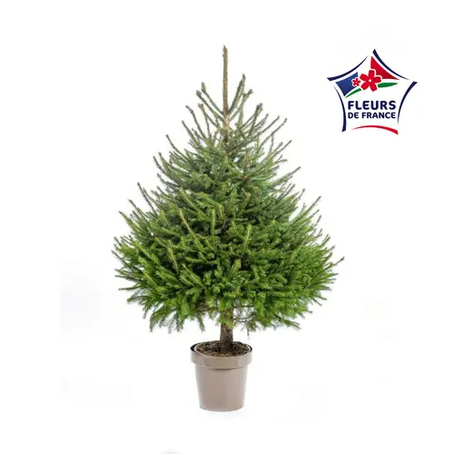 Sapin de Noël naturel en pot Picea Excelsa botanic® - 125 à 150 cm