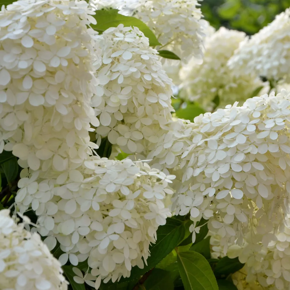 Hortensia paniculé Séléction Hydrangea paniculata selection