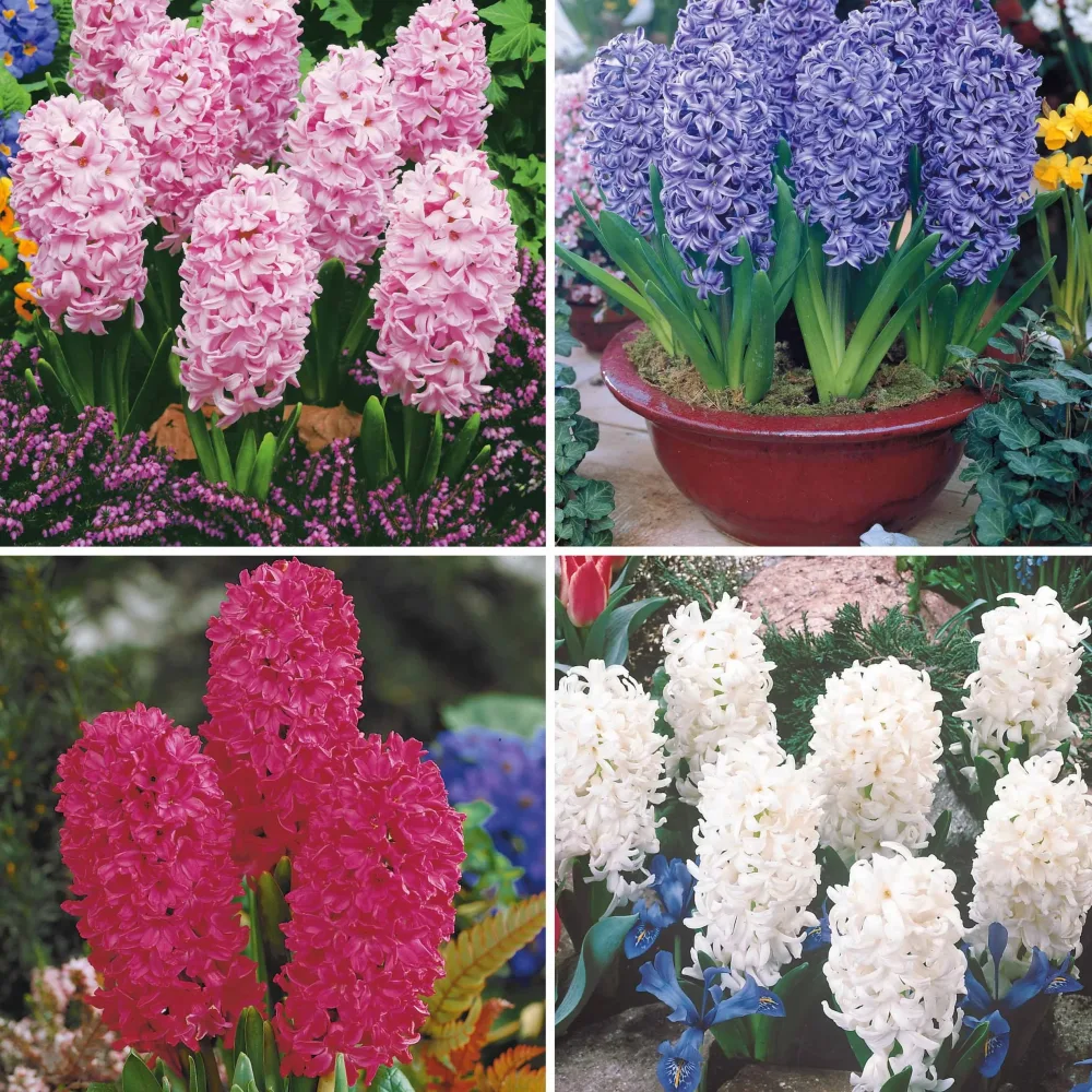 Collection de 12 Jacinthes (3 roses + 3 bleues + 3 rouges + 3 blanches) Hyacinthus orientalis