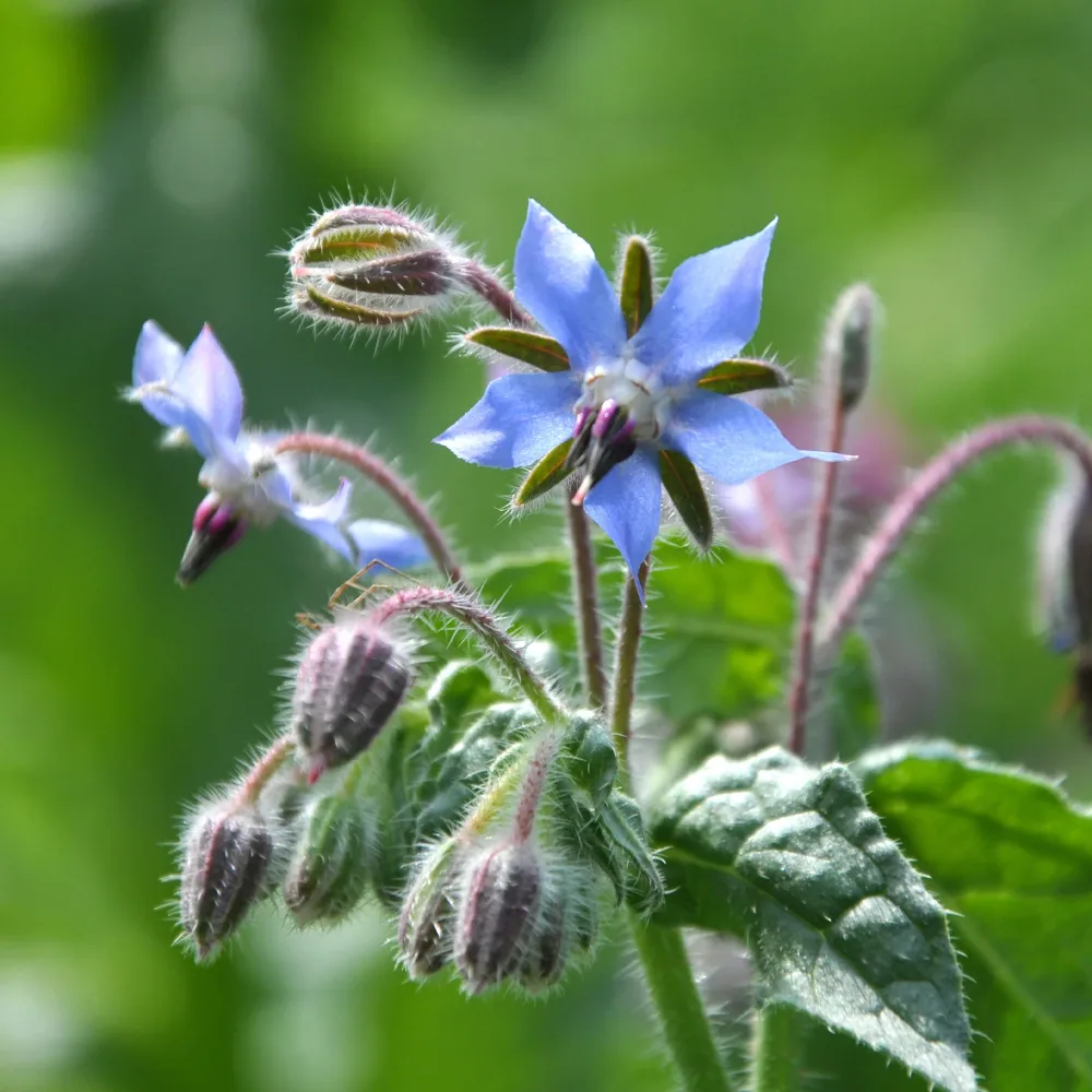 Bourrache Bleu Bio Borago officinalis